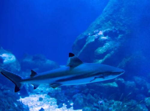 Visite de l'aquarium Oniria, immersion sensorielle unique