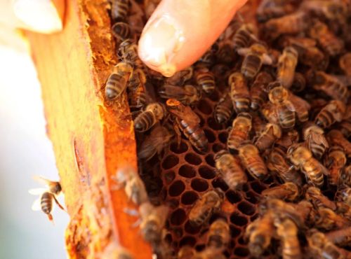 Le théâtre aux abeilles à la miellerie des Clauses