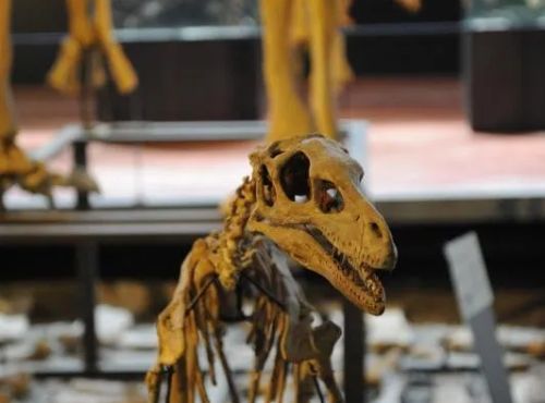 Visite du musée des dinosaures à Espéraza