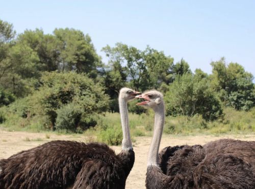 Visite dépaysante au Parc Australien près de Carcassonne