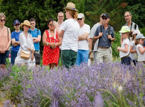 Journée groupe : évasion en terre de lavande