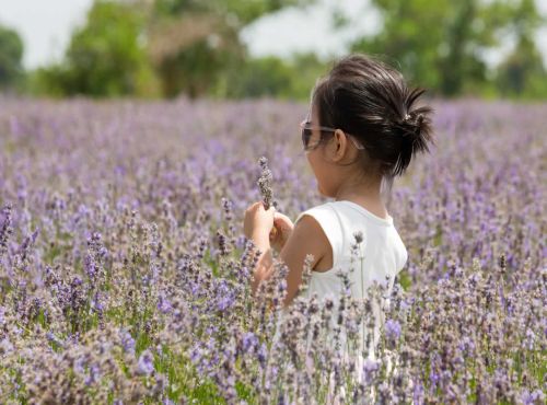 Visites pour scolaires autour de la lavande
