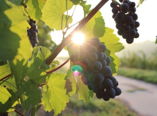Devenez œnologue, le temps d’un atelier de création de votre propre vin
