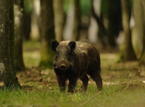 Chasse au sanglier dans les Hautes Corbières