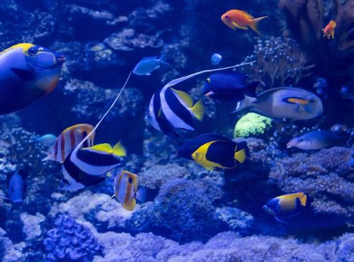 Aquarium Oniria, découverte ludique de la biodiversité marine