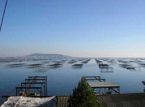 Le métier de la petite pêche sur l'étang de Thau