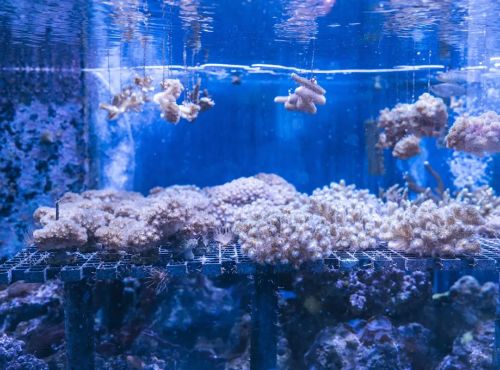 Visite aquarium Oniria, expérience sensorielle inoubliable